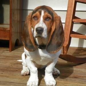 Meet your Posher, Deana